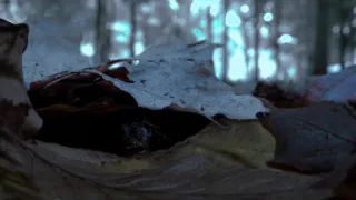 Zázračná planeta: Velká putování malých živočichů (1/3)