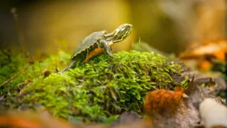 Zázračná planeta: Velká putování malých živočichů (1/3)