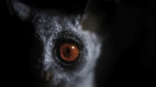 Zázračná planeta: Velká putování malých živočichů (1/3)