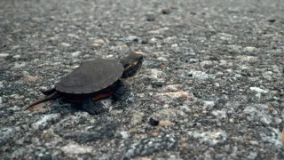 Zázračná planeta: Velká putování malých živočichů (1/3)