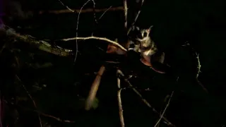 Zázračná planeta: Velká putování malých živočichů (1/3)