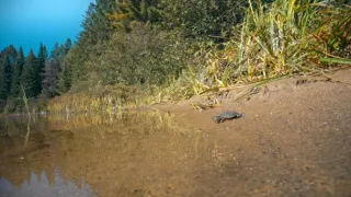 Zázračná planeta: Velká putování malých živočichů (1/3)