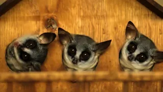 Zázračná planeta: Velká putování malých živočichů (1/3)