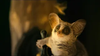 Zázračná planeta: Velká putování malých živočichů (1/3)