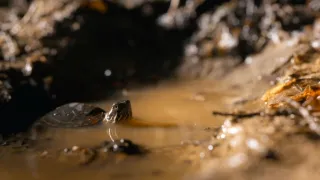 Zázračná planeta: Velká putování malých živočichů (1/3)