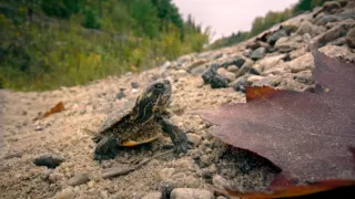 Zázračná planeta: Velká putování malých živočichů (1/3)