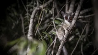 Zázračná planeta: Velká putování malých živočichů (1/3)