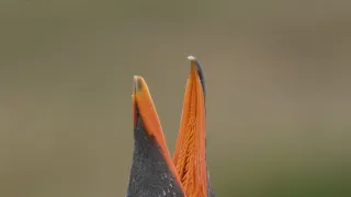 Patagonie - život na konci světa (5/6)