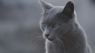 Divoké kočky (2/2)