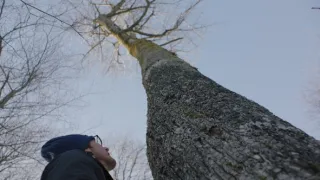 Dřevo pro Stradivariho