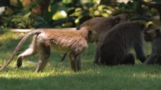 Magalhaesův divoký svět