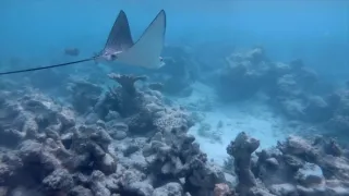 Magalhaesův divoký svět