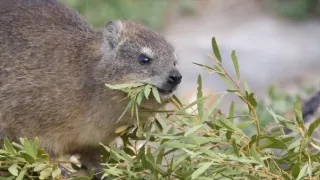 Magalhaesův divoký svět