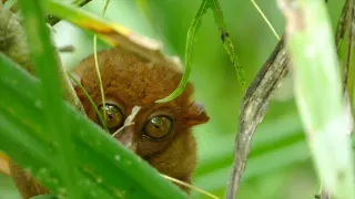 Magalhaesův divoký svět