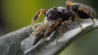 Magalhaesův divoký svět