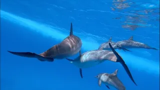 Magalhaesův divoký svět