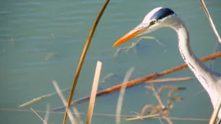 Magalhaesův divoký svět