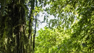 Zázračná planéta: Zelená planéta (1/5)