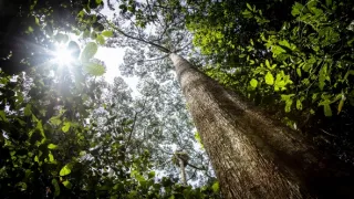 Zázračná planéta: Zelená planéta (1/5)