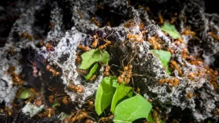 Zázračná planéta: Zelená planéta (1/5)