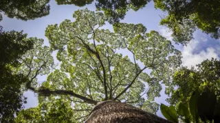 Zázračná planéta: Zelená planéta (1/5)