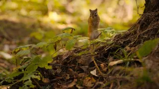 Zázračná planéta: Klenoty čínskej prírody (3/3)