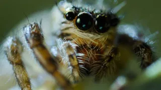 Zázračná planéta: Klenoty čínskej prírody (3/3)