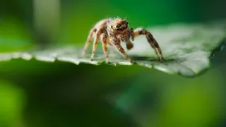 Zázračná planéta: Klenoty čínskej prírody (3/3)