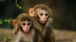 Zázračná planéta: Klenoty čínskej prírody (3/3)