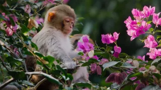 Zázračná planéta: Klenoty čínskej prírody (3/3)