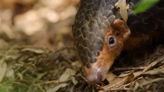 Zázračná planéta: Klenoty čínskej prírody (3/3)