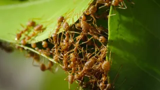 Zázračná planéta: Klenoty čínskej prírody (3/3)