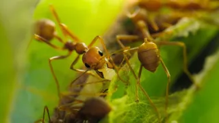 Zázračná planéta: Klenoty čínskej prírody (3/3)