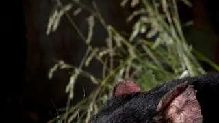 Poslední ďáblové