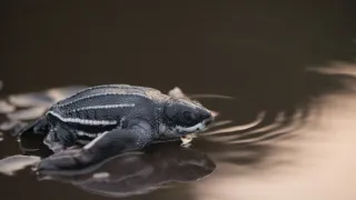 Stratení králi z Bioka