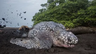 Stratení králi z Bioka