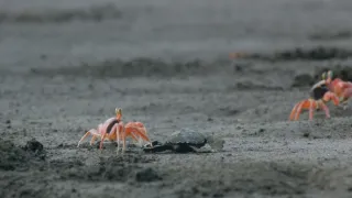 Stratení králi z Bioka