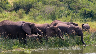 Národné parky Ugandy