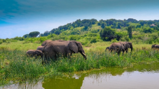 Národné parky Ugandy