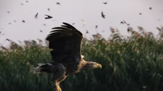 Delta Odry - divočina bez hranic