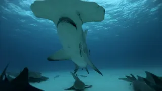 Zebova velká ryba (2)