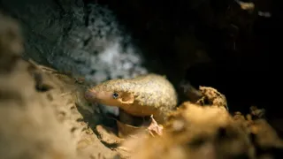 Zázračná planeta: Velká putování malých živočichů (2/3)