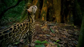 Zázračná planeta: Velká putování malých živočichů (2/3)