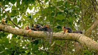 Zázračná planeta: Velká putování malých živočichů (2/3)