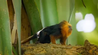 Zázračná planeta: Velká putování malých živočichů (2/3)