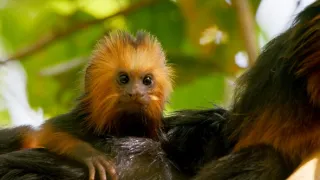 Zázračná planeta: Velká putování malých živočichů (2/3)