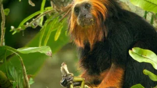 Zázračná planeta: Velká putování malých živočichů (2/3)