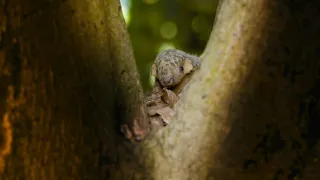 Zázračná planeta: Velká putování malých živočichů (2/3)