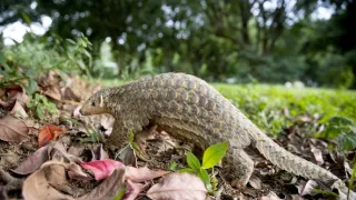 Zázračná planeta: Velká putování malých živočichů (2/3)