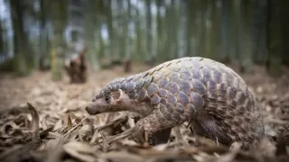 Zázračná planeta: Velká putování malých živočichů (2/3)